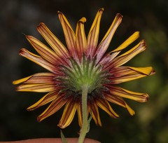 Osteospermum calcicola