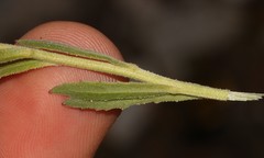 Osteospermum calcicola
