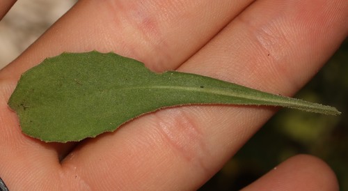 Image of Osteospermum calcicola by (c) Brian du Preez, some rights reserved (CC BY-SA)