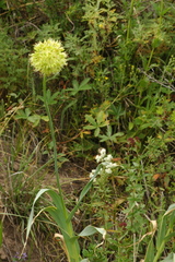 Allium obliquum