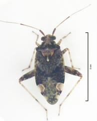 Chinamiris muehlenbeckiae