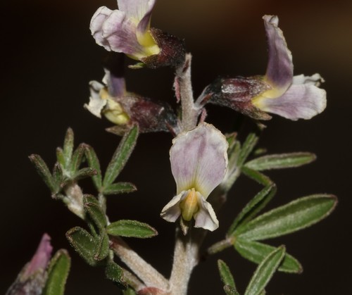 Image of Wiborgiella dahlgrenii by (c) Brian du Preez, some rights reserved (CC BY-SA)