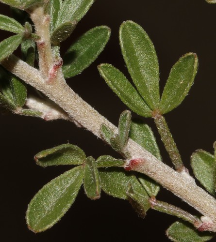 Image of Wiborgiella dahlgrenii by (c) Brian du Preez, some rights reserved (CC BY-SA)