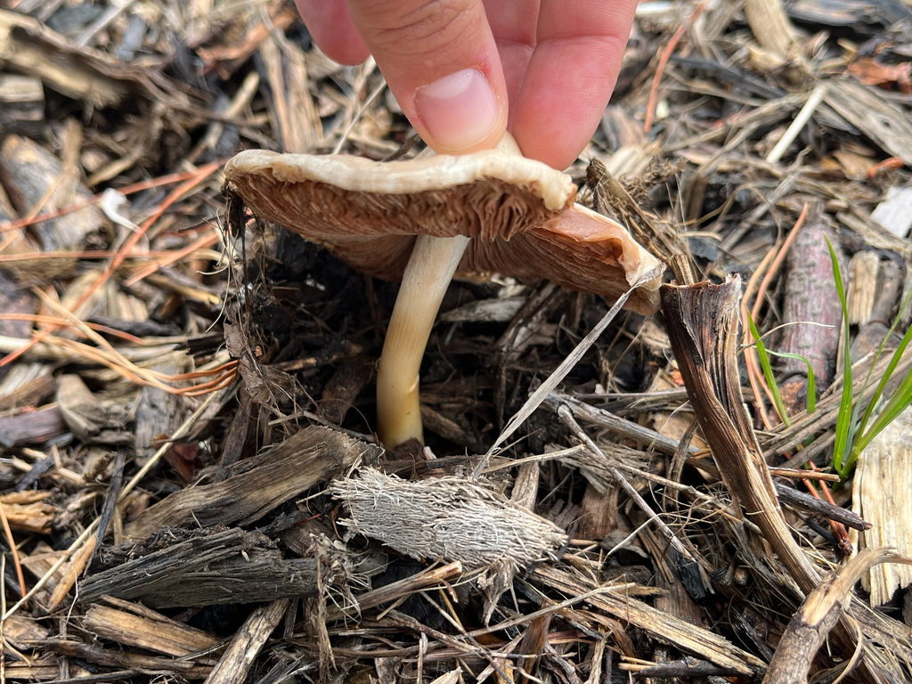 Volvopluteus gloiocephalus · November 2025 · photo: © evietchi (iNaturalist, cc-by-sa)
