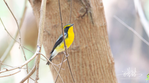 Ryukyu Flycatcher (Ficedula owstoni), photo 4