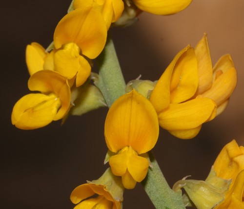 Sandveld Ganna (Lebeckia ambigua)