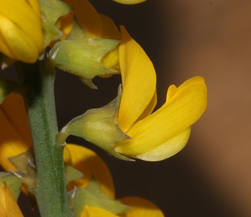 Image of Lebeckia ambigua by (c) Brian du Preez, some rights reserved (CC BY-SA)