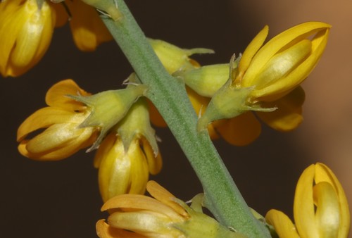 Image of Lebeckia ambigua by (c) Brian du Preez, some rights reserved (CC BY-SA)