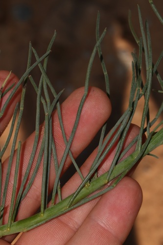 Image of Lebeckia ambigua by (c) Brian du Preez, some rights reserved (CC BY-SA)