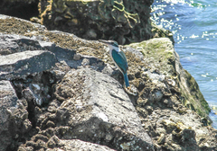 Todiramphus chloris kalbaensis