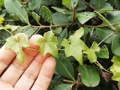Zehneria scabra