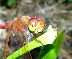 Sympetrum striolatum imitoides