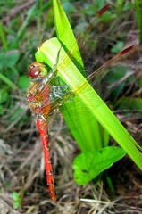 Sympetrum striolatum imitoides