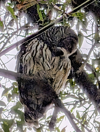 View observation of {o.common_name} on iNaturalist