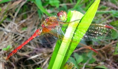 Sympetrum striolatum imitoides