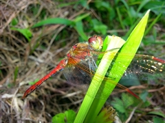 Sympetrum striolatum imitoides
