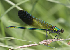 Calopteryx aequabilis