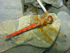 Sympetrum striolatum imitoides