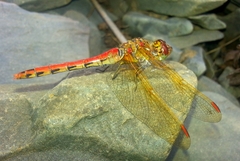 Sympetrum striolatum imitoides