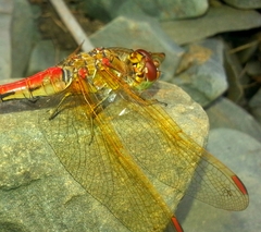 Sympetrum striolatum imitoides