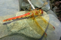 Sympetrum striolatum imitoides