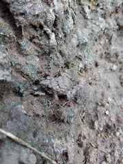 Pseudopaludicola falcipes