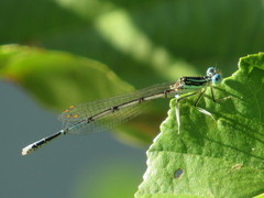 Platycnemis pennipes