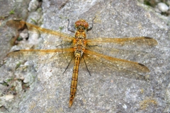 Sympetrum striolatum imitoides
