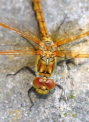 Sympetrum striolatum imitoides