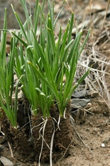 Allium oreoprasum
