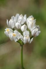 Allium oreoprasum