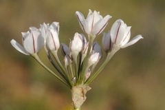 Allium oreoprasum