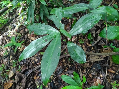 Costus erythrothyrsus, photograph 1