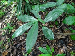 Guillaume Delaitre, CC BY, iNaturalist via GBIF Costus erythrothyrsus, photograph Guillaume Delaitre, CC BY, iNaturalist via GBIF