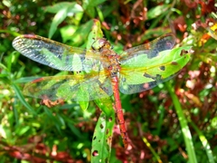Sympetrum striolatum imitoides