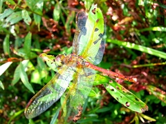 Sympetrum striolatum imitoides
