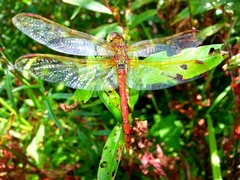 Sympetrum striolatum imitoides
