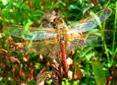 Sympetrum striolatum imitoides