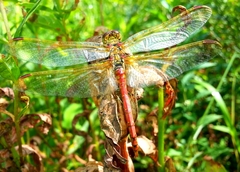 Sympetrum striolatum imitoides
