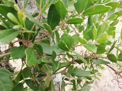 Rhoicissus tridentata tridentata