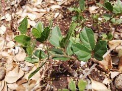 Rhoicissus tridentata tridentata