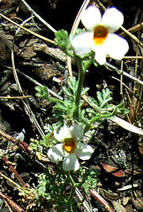 Jamesbrittenia pristisepala