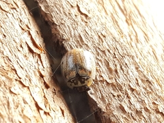 Paropsisterna m-fuscum