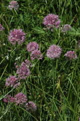 Allium pallasii