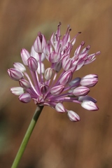 Allium pallasii