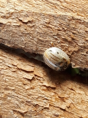 Paropsisterna m-fuscum