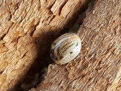 Paropsisterna m-fuscum