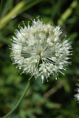 Allium pallasii