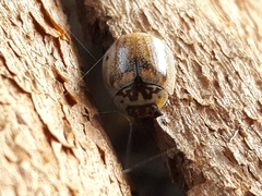 Paropsisterna m-fuscum