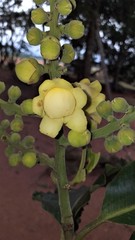 Bertholletia excelsa